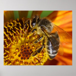 Poster Western Honey Bee Macro photo
