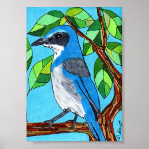 Poster Western Scrub Jay Mini Art populaire