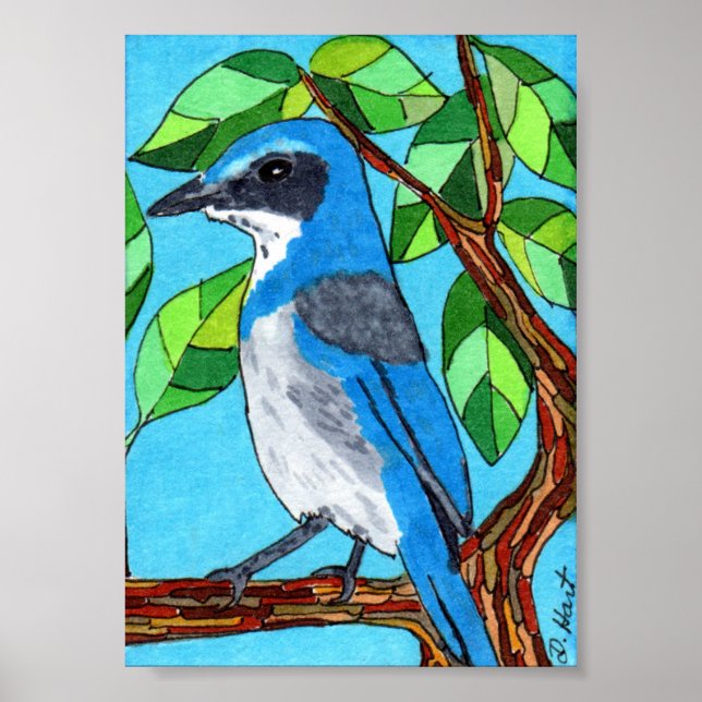 Poster Western Scrub Jay Mini Art populaire (Devant)