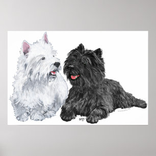 Poster Westie avec un Cairn Terrier noir