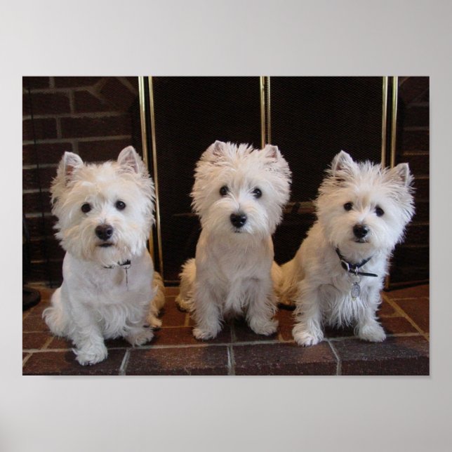 Poster Westie Girl Trio (Devant)