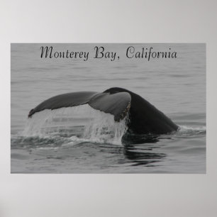 Poster, Whale Fluke, Monterey Poster
