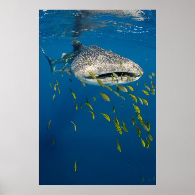 Poster Whale Shark with fish, Indonésie (Devant)