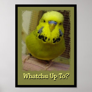 Poster Whatchu Up To 3