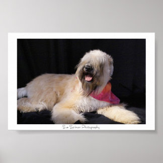 Poster Wheaten Terrier