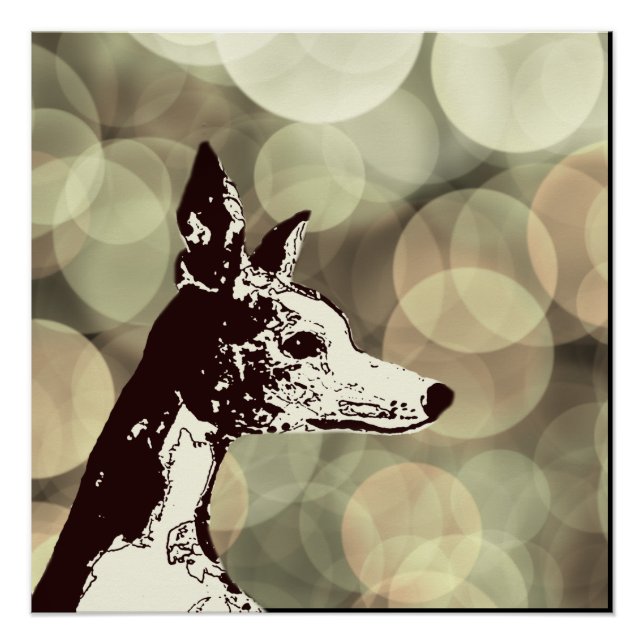 Poster Whippet (Devant)