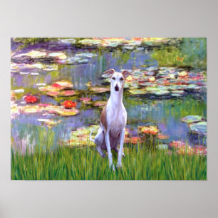 Poster Whippet (blanc-marron) - Lys 2