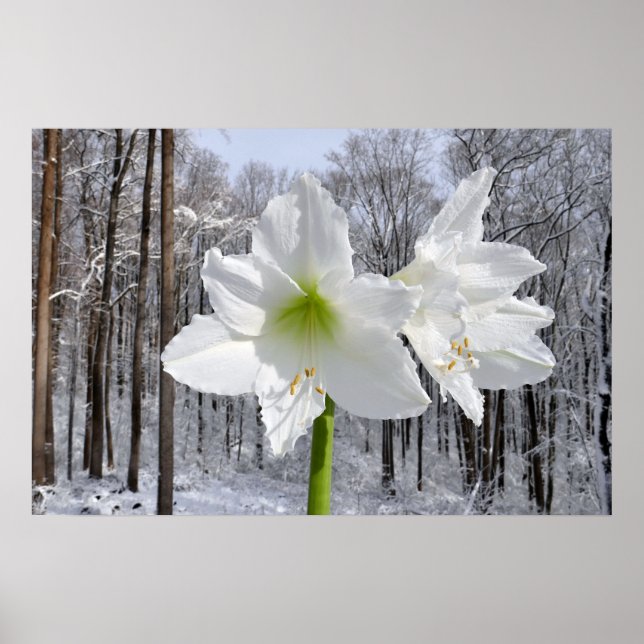 Poster White Amaryllis and Snow I (Devant)