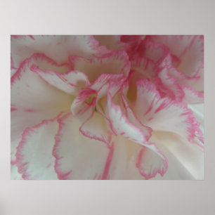 Poster White and Pink Carnation Print