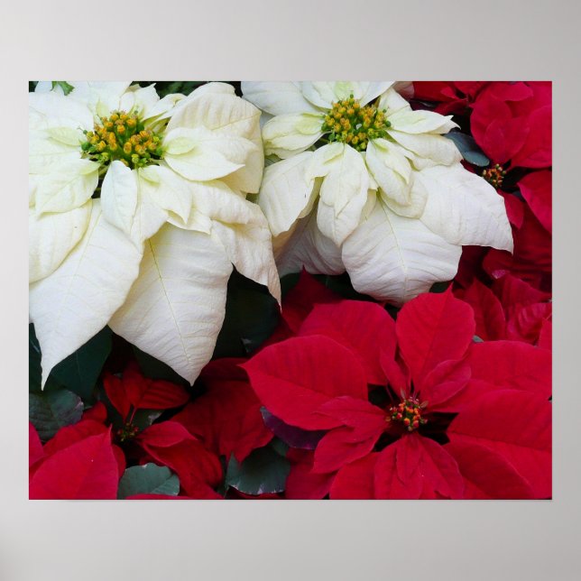 Poster White and Red Poinsettias (Devant)