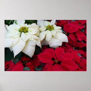 Poster White and Red Poinsettias