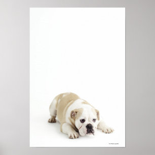 Poster White and tan bulldog