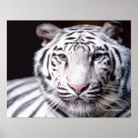 White Bengal Tiger Photographe