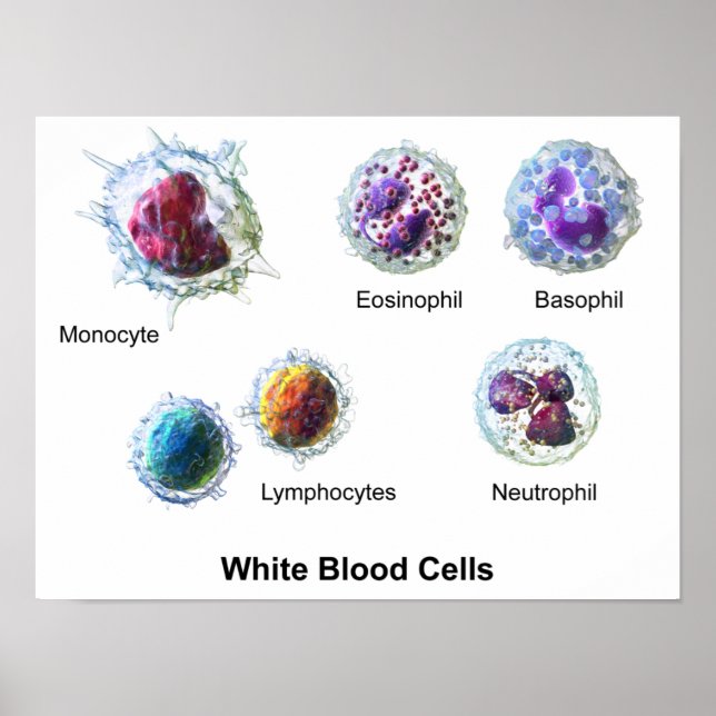 Poster White Blood Cells Leukocytes Diagram  (Front)