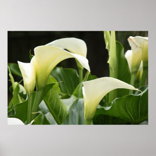 Poster, WHITE CALLA LILIES_ Horiz # 1 Poster