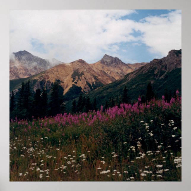 Poster White Daisy et Purple Fireweed Mountains Photo (Devant)