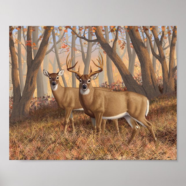 Poster White Deer Buck & Doe Automne Maple Woods (Devant)