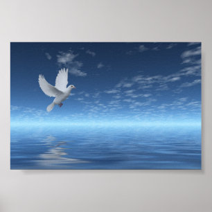 Poster White Dove