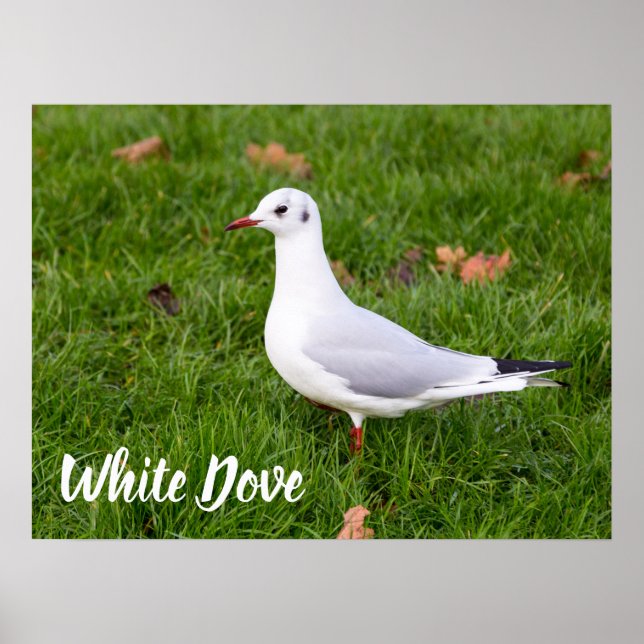 Poster White Dove for bird and Pigeon lover cadeau (Devant)