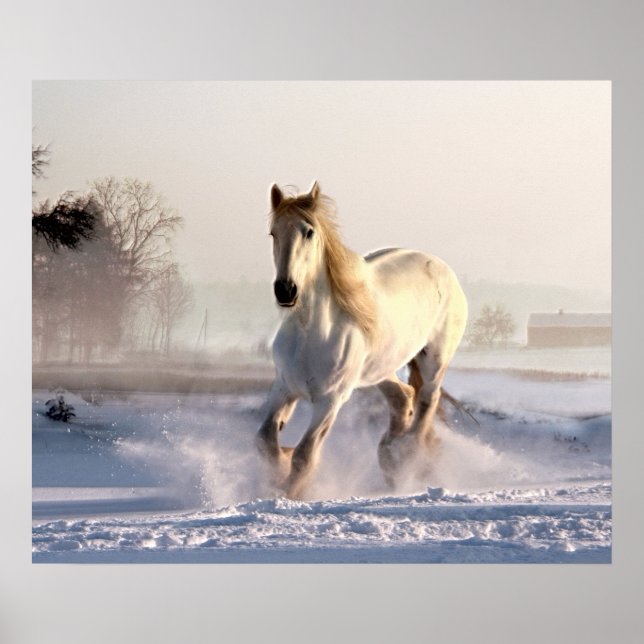 Poster White Horse Galloping (Devant)