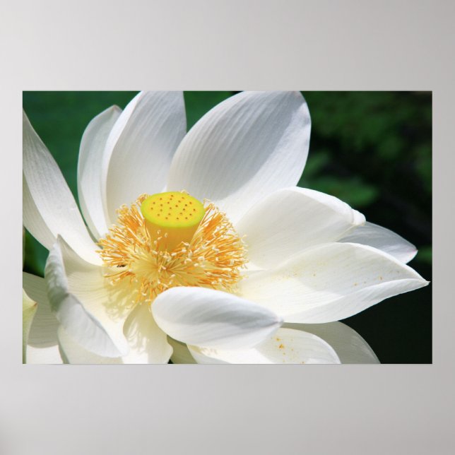 Poster White lotus (Devant)