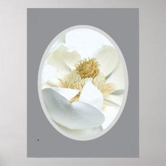 Poster White Magnolia