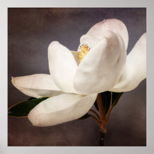Poster White Magnolia Tree Flower Floral Flowers Grey