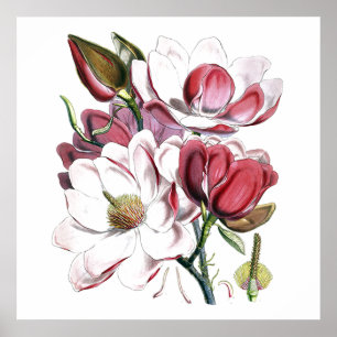 Poster White Magnolias Flower Vintage Old Illustration