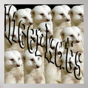 Poster White Meerkat Army Et Logo,