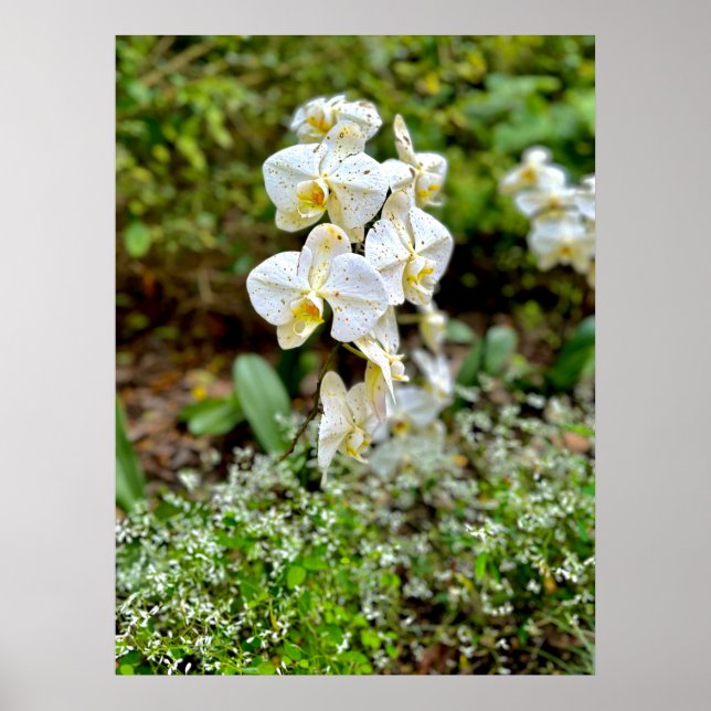 Poster White Orchid (Devant)