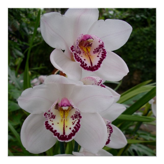 Poster White Orchids Beautiful Tropical Flowers (Devant)