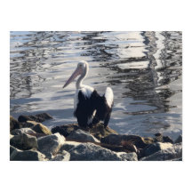 White Pelican