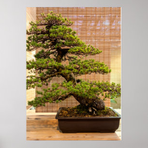 Poster White Pine Bonsai Tree