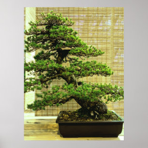 Poster White Pine Bonsai Tree