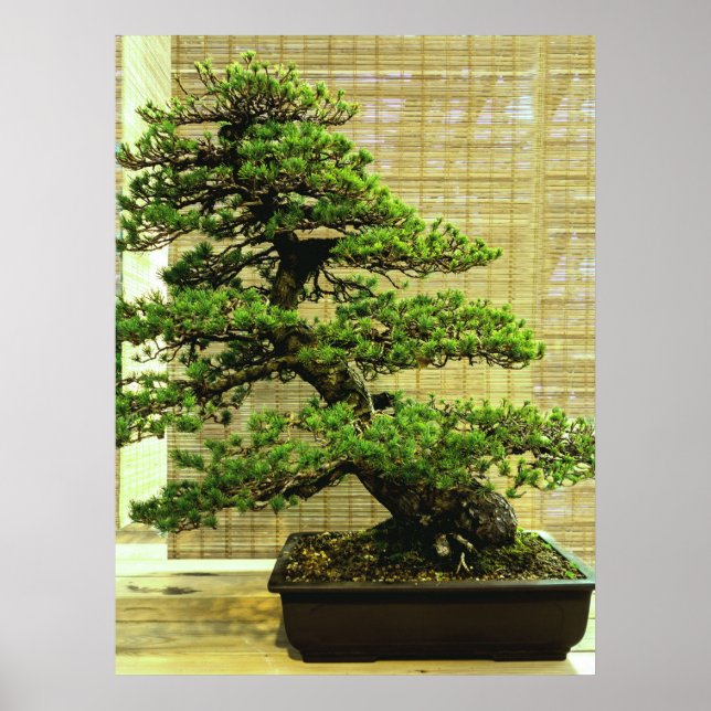 Poster White Pine Bonsai Tree (Devant)