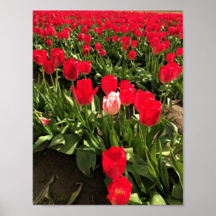 Poster White & Pink Tulip dans Red Tulip Field, Oregon