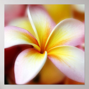 Poster White Plumeria Frangipani Hawaii Flower Hawaiian