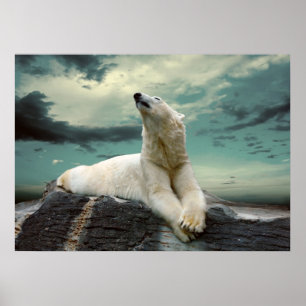 Poster White Polar Bear
