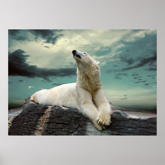 Poster White Polar Bear (Devant)