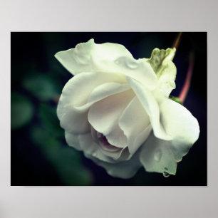 Poster White Rose With Raindrops Floral