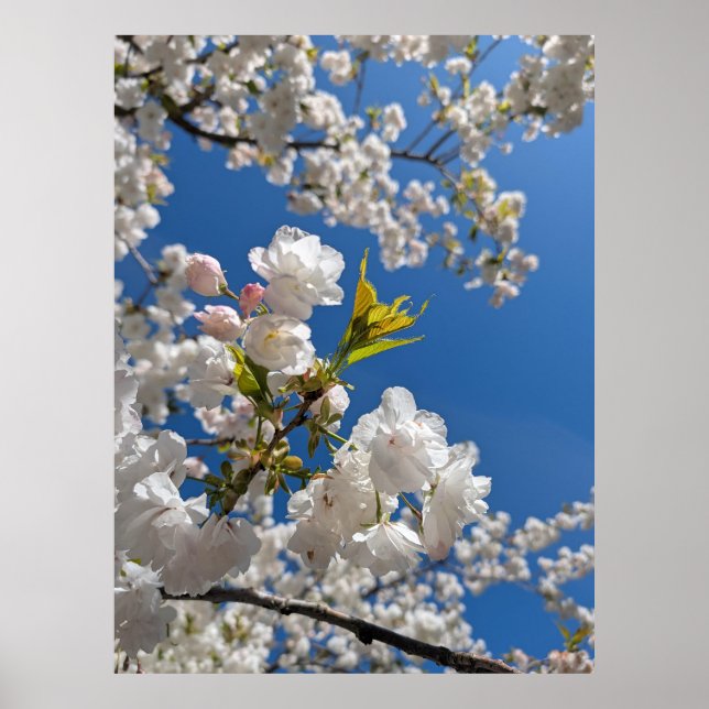 Poster White Sakura H.G. (Devant)