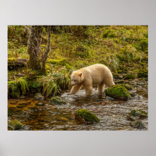 Poster White Spirit Bear Chasse pour poisson sur Riordan 