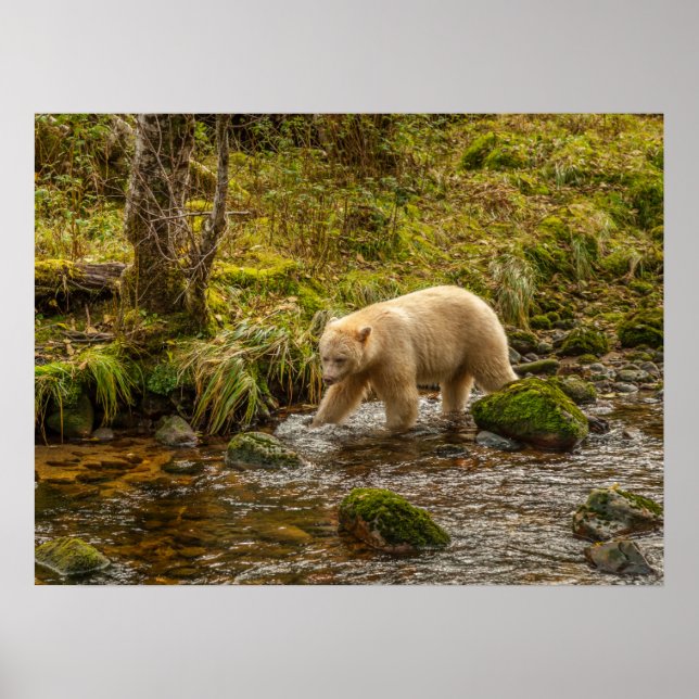 Poster White Spirit Bear Chasse pour poisson sur Riordan  (Devant)