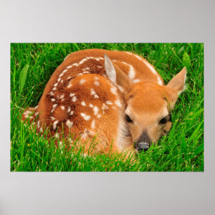 Poster White Tail Baby Deer