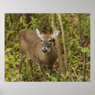 Poster White Tailed