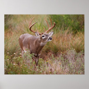 Poster White-tailed Deer Autumn in Texas