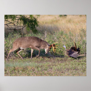Poster White-tailed Deer Fighting Wild Turkey