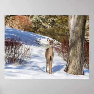 Poster White-tailed Deer Looking At You