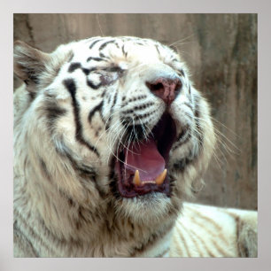 Poster White Tiger