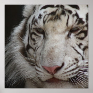 Poster White Tiger Print